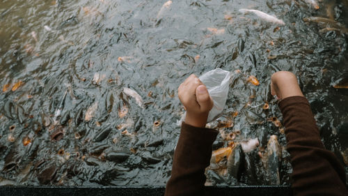 Directly above shot of woman feeding fish in lake