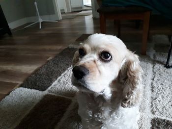 Close-up of dog at home