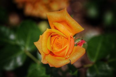 Close-up of orange rose