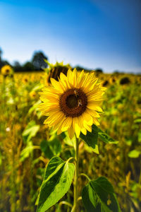 Close-up of sunflower on field against sky
