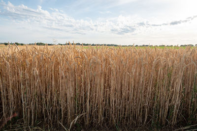 Scenic view of wheat field against sky