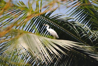 Crane bird on a coconut palm tree