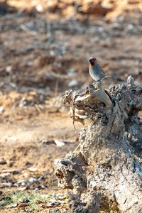 Close-up of bird perching on rock