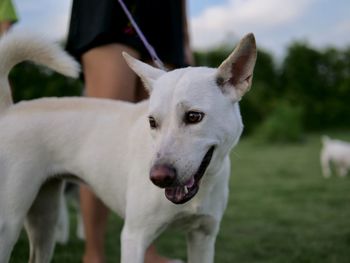Portrait of dog standing on field