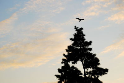 Low angle view of silhouette bird flying against sky