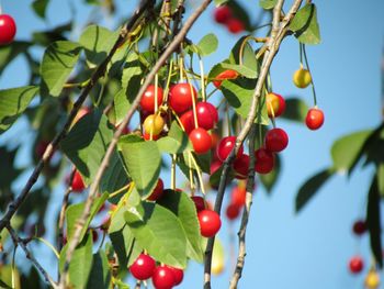 Close-up of cherries growing on tree