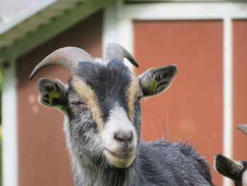 Close-up portrait of goat