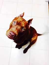 High angle view of dog on tiled floor