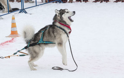 Dogs on snow