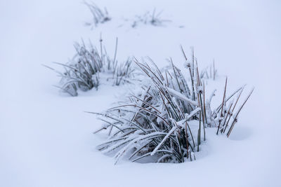 Close-up of frozen plant on snow covered field