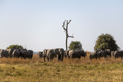 View of elephants on field against sky