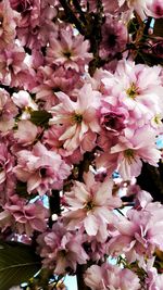Close-up of pink flowers blooming on tree