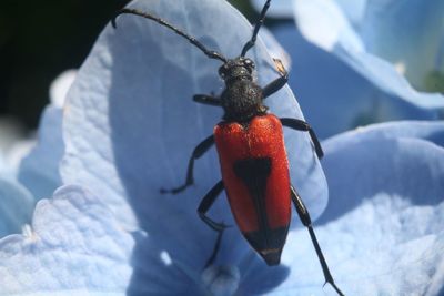 Close-up of insect