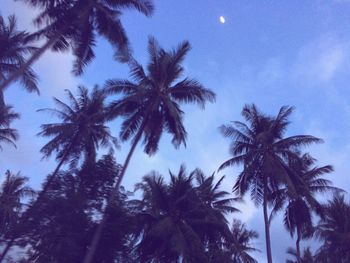 Low angle view of palm trees against sky