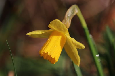 Close-up of wet yellow flower