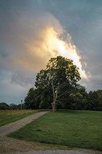 Trees on field against sky during sunset