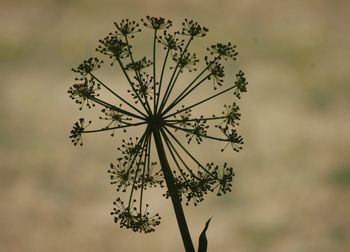 Low angle view of plant against sky