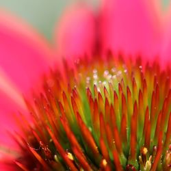 Close-up of red flower