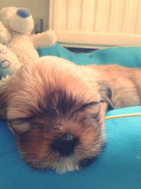 Close-up of dog sleeping