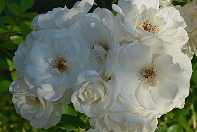 Close-up of white flowers blooming outdoors