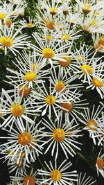 Close-up of white daisy flowers