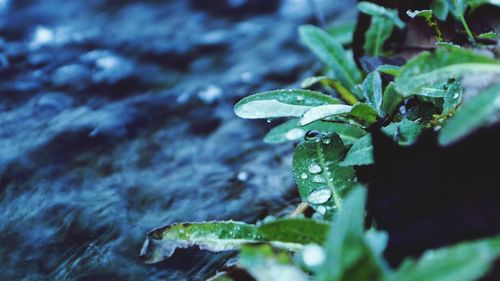 Close-up of water drops on plant