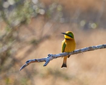 Close-up of bird perching on branch