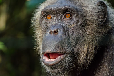 Close-up portrait of chimpanzee in rain forest of nigeria