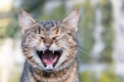 Close-up of a cat