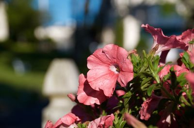 Close-up of pink flowers blooming outdoors