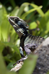 Close-up of iguana on stone amidst plants