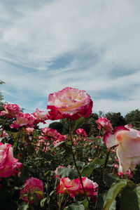 Close-up of pink flowering plants