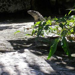 Plants growing on a tree