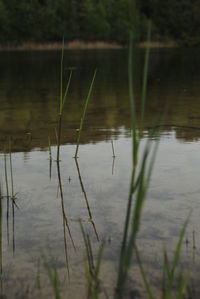 Scenic view of lake