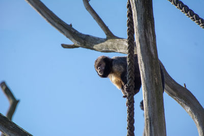 Low angle view of monkey on tree against sky