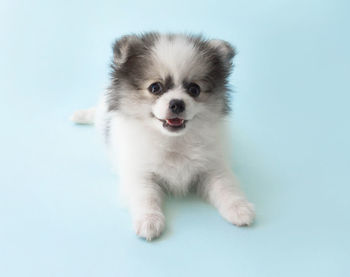 Portrait of cute puppy against white background