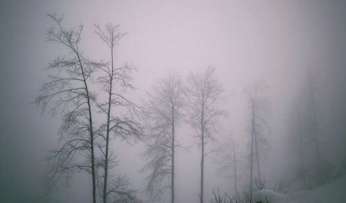 Trees in foggy weather