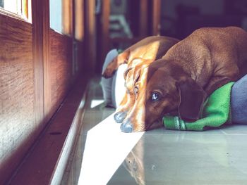 Close-up of a dog looking away