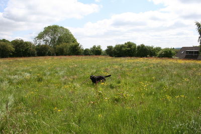 Trees on grassy field