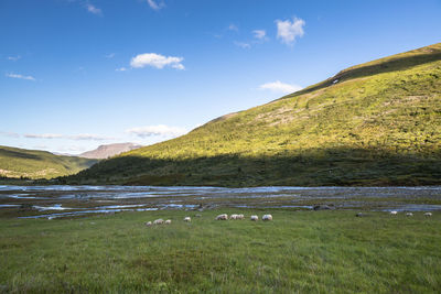 Flock of sheep grazing on grassy field by mountain against sky