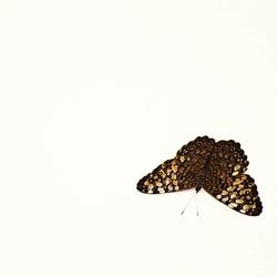 Close-up of butterfly on white background