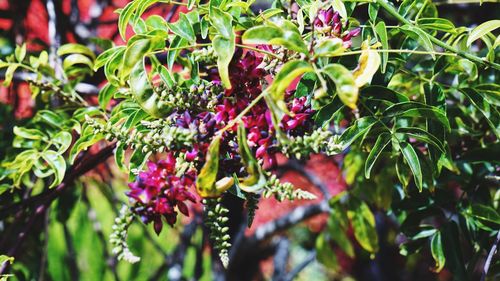 Close-up of fruits growing on tree