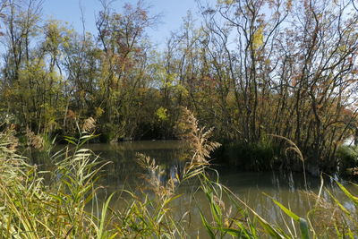 Scenic view of lake in forest