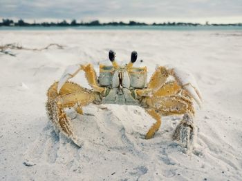 Close-up of crab on beach