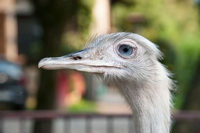 Close-up of a bird looking away