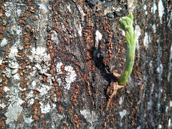 Close-up of plant growing on tree trunk