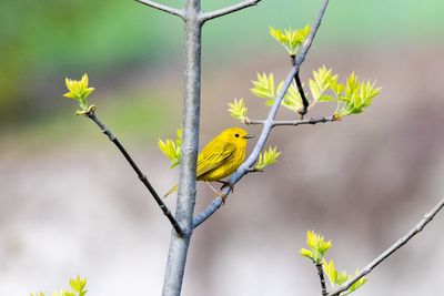 Bird perching on yellow flowering plant