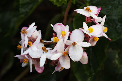 Close-up of white flowers