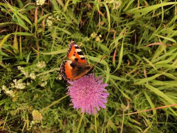 Close-up of butterfly pollinating on thistle