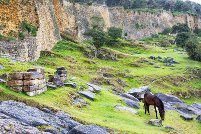 Horse grazing by old ruins on mountain at kuelap